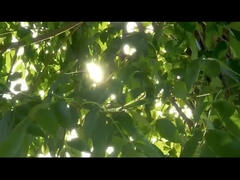 Instrumento quirúrgico de la sonda